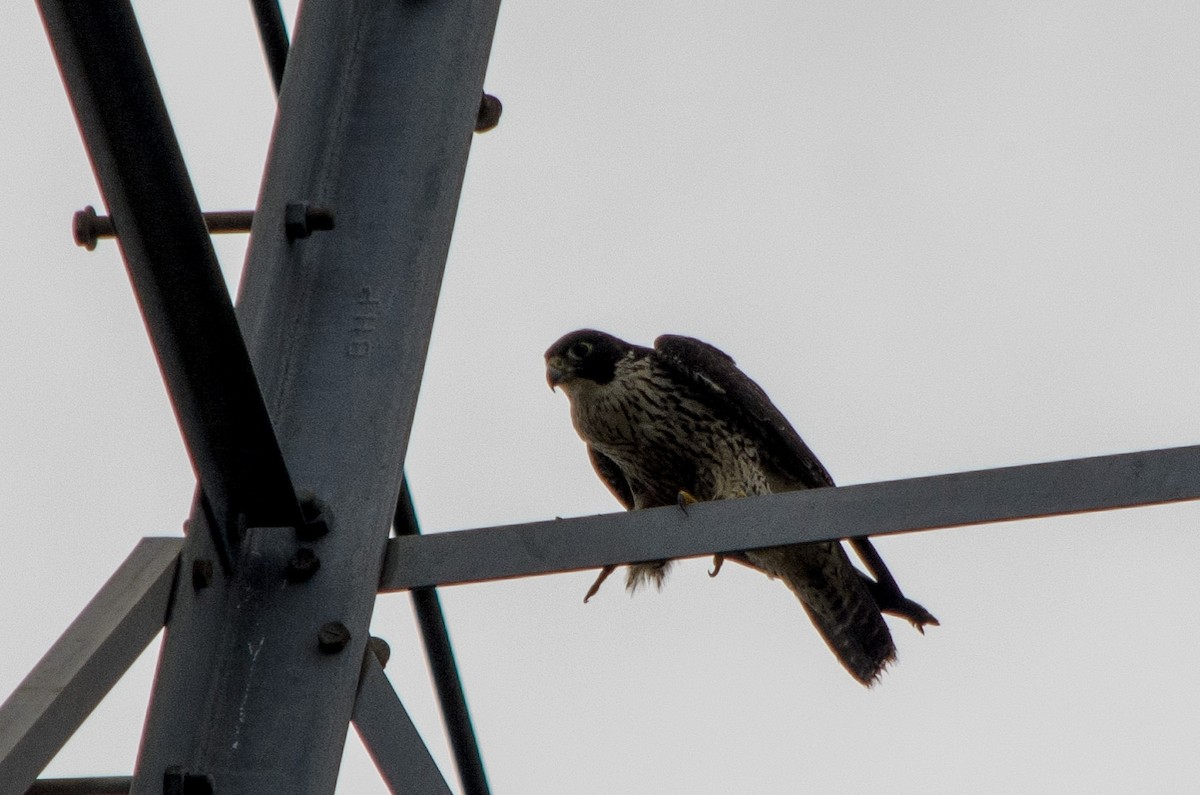 Peregrine Falcon - ML615409149