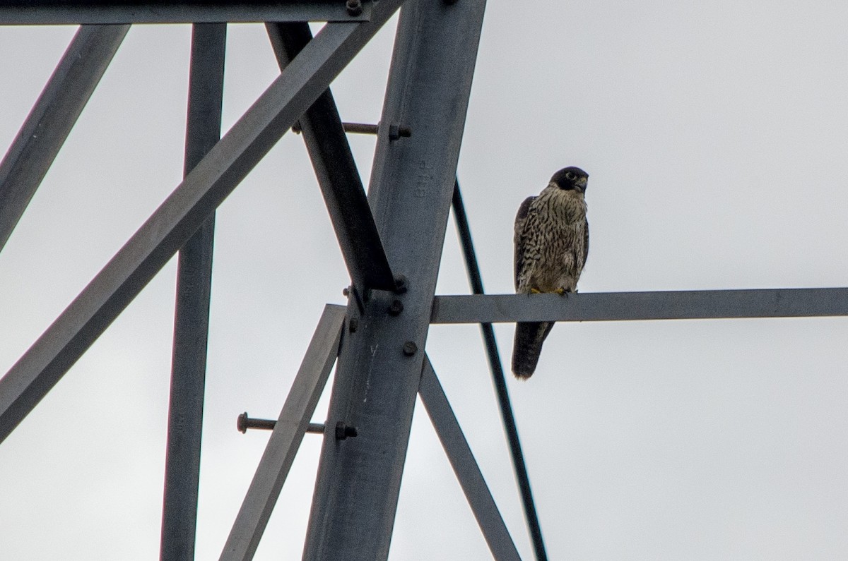 Peregrine Falcon - ML615409150