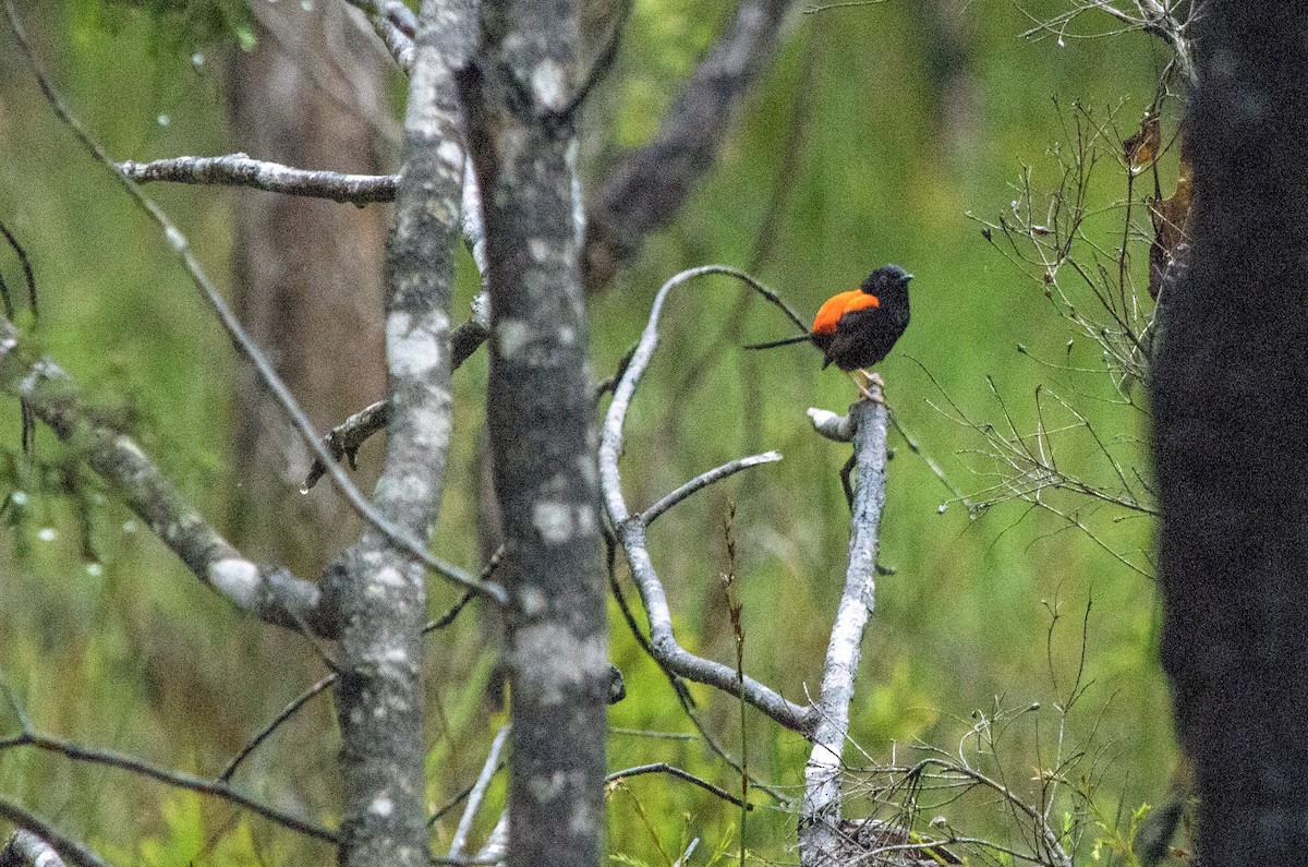 Red-backed Fairywren - ML615409151