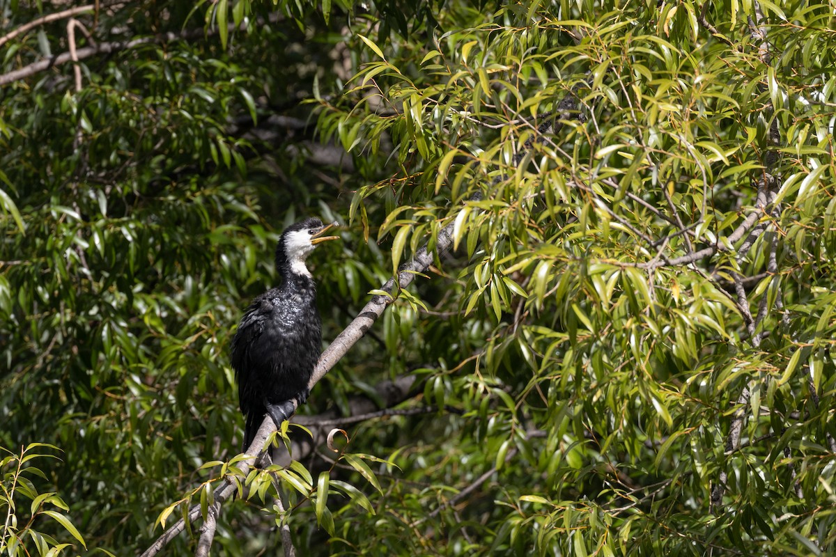 Little Pied Cormorant - ML615409152