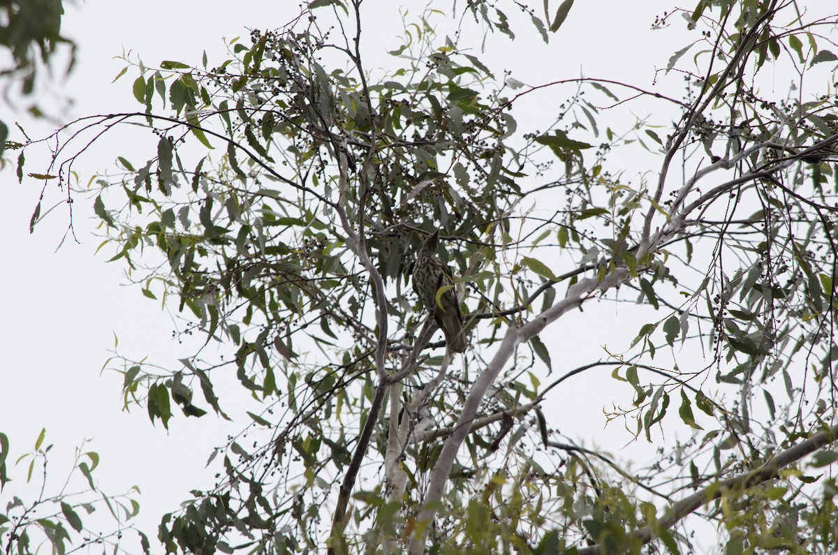 Australasian Figbird - ML615409156