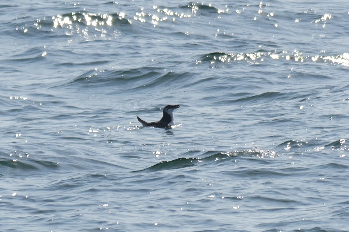 Razorbill - Russ Smiley