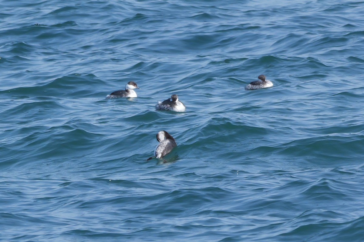 Horned Grebe - ML615409186