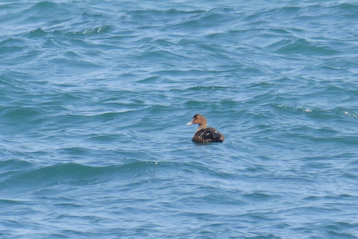 Common Eider - ML615409219