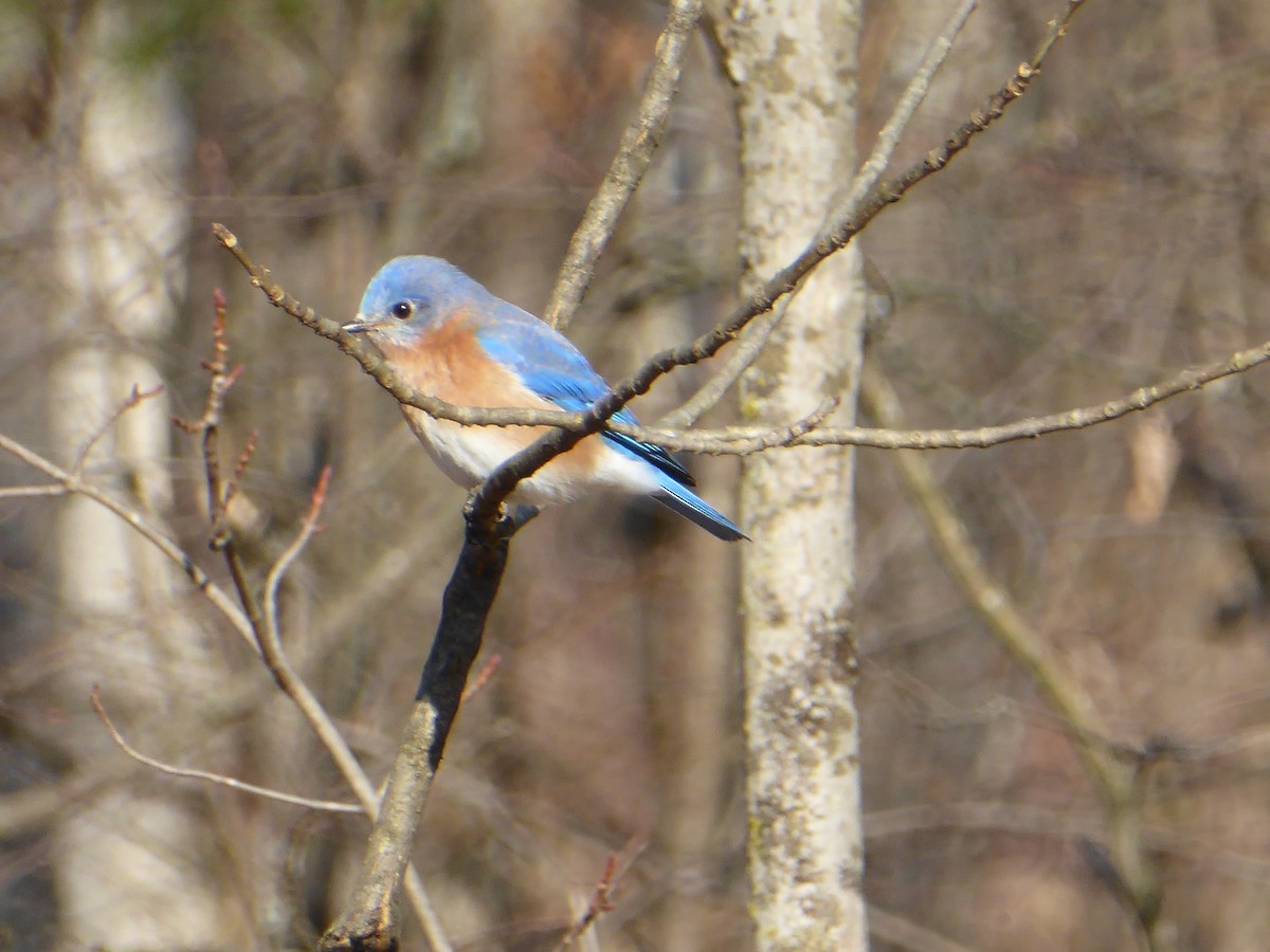 Eastern Bluebird - ML615409308