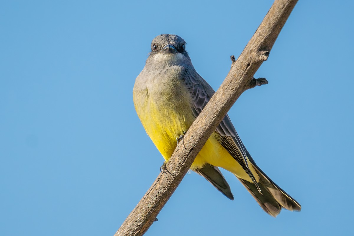 Cassin's Kingbird - ML615409314