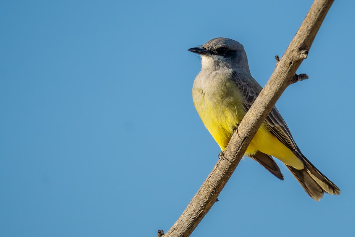 Cassin's Kingbird - ML615409315