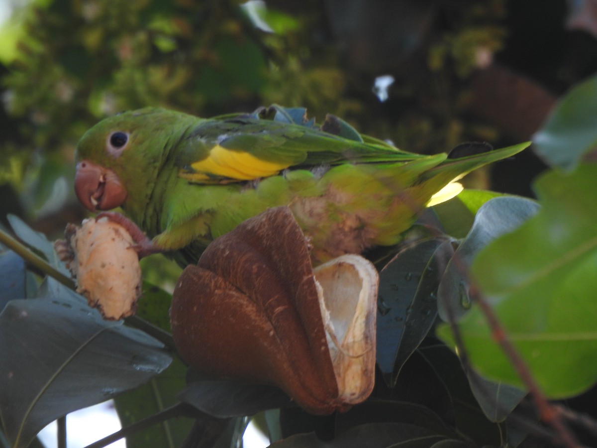 Yellow-chevroned Parakeet - Camilla Prado