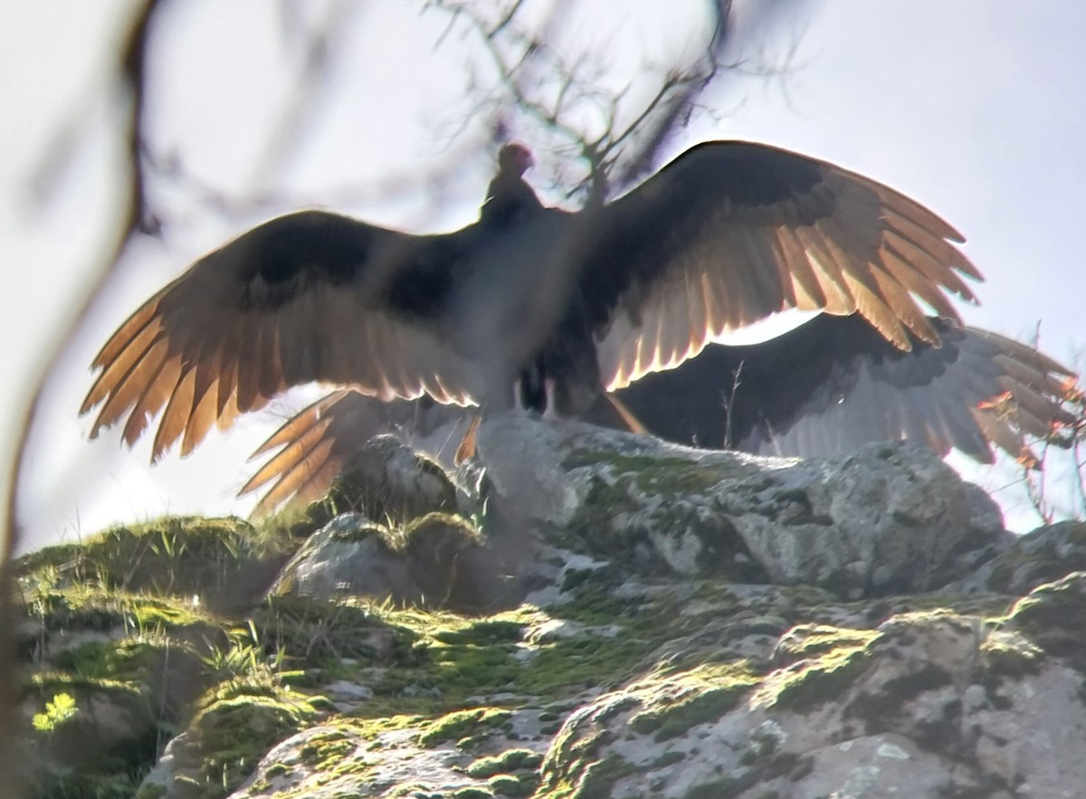 Turkey Vulture - ML615409446