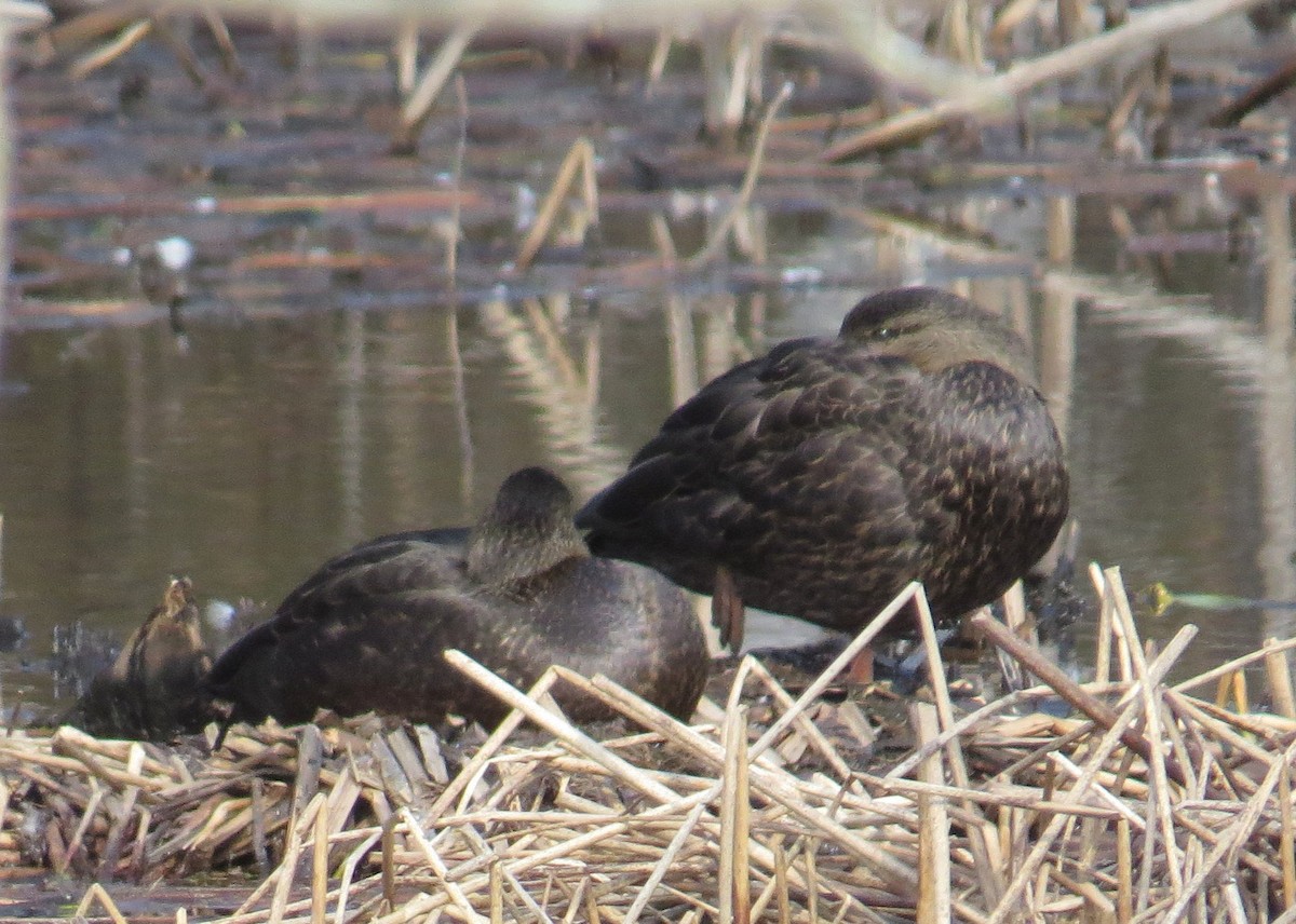 American Black Duck - ML615409721