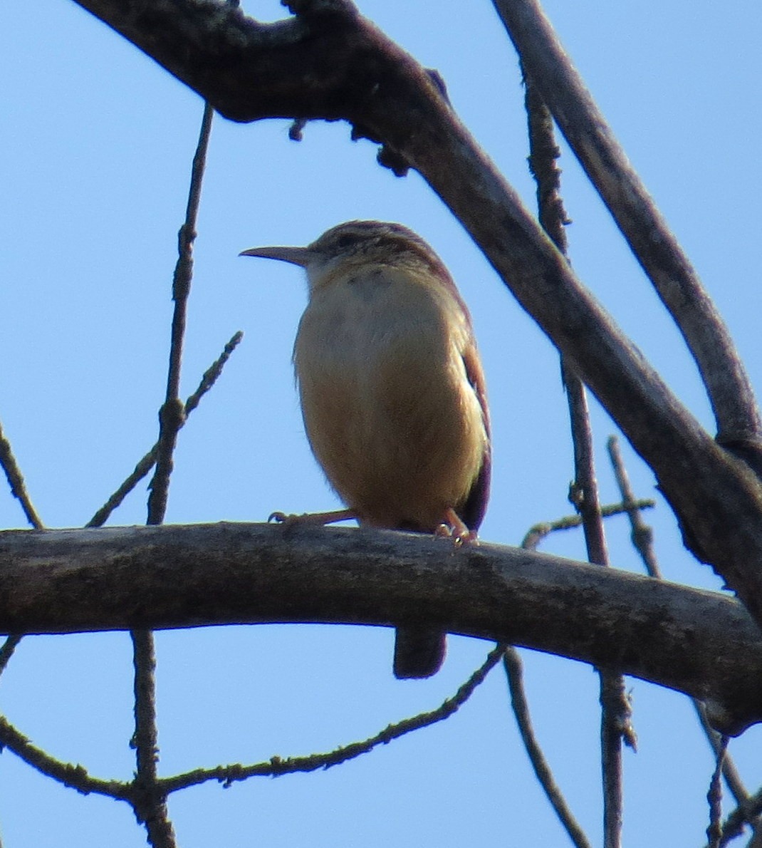 Carolina Wren - ML615409726