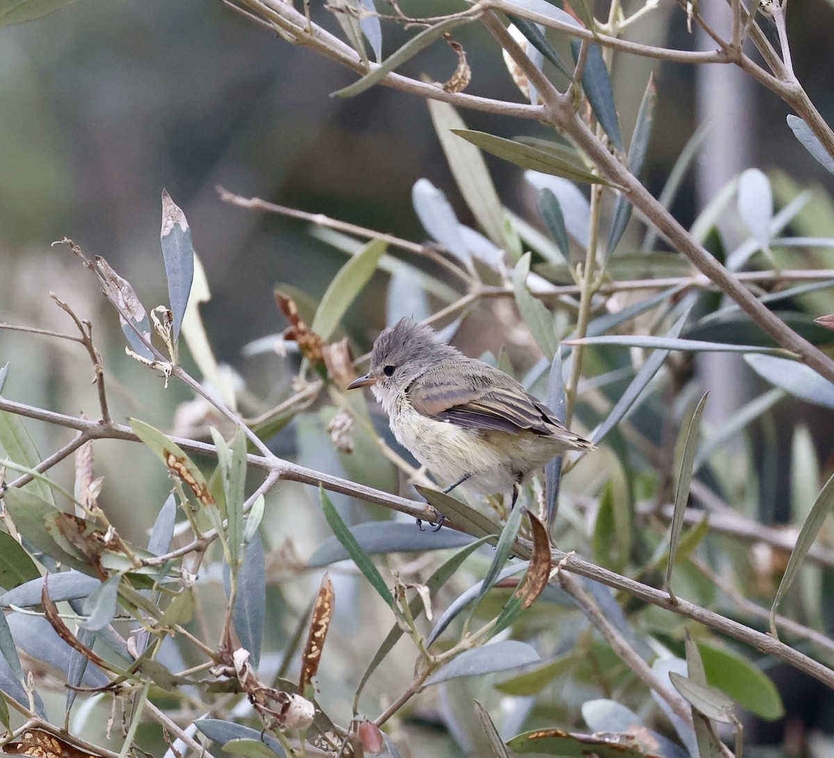 Southern Beardless-Tyrannulet - Pelin Karaca