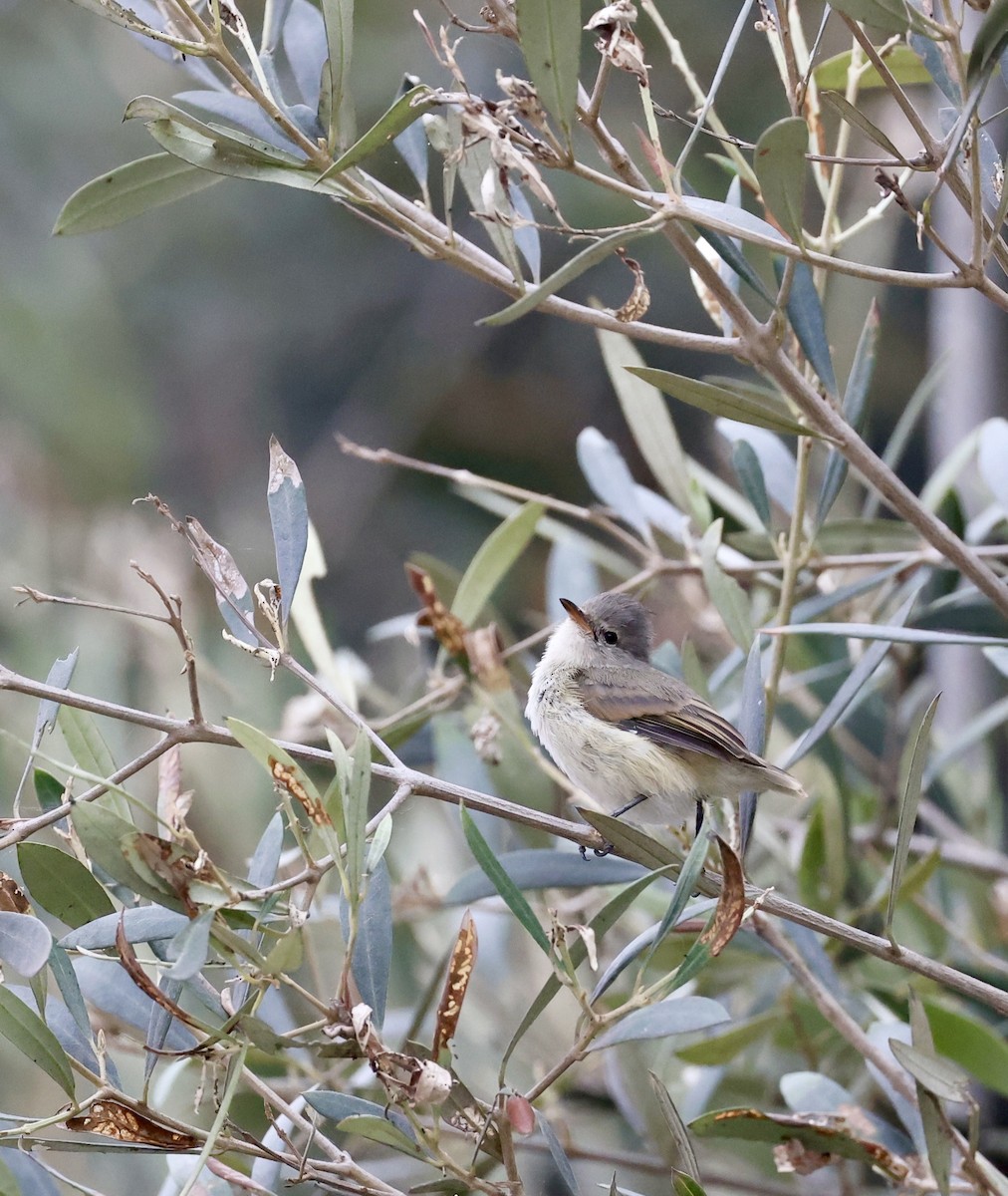 Southern Beardless-Tyrannulet - Pelin Karaca