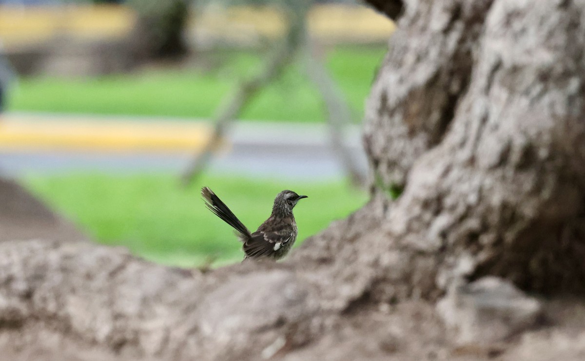 Long-tailed Mockingbird - Pelin Karaca