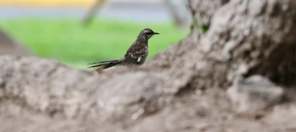 Long-tailed Mockingbird - Pelin Karaca