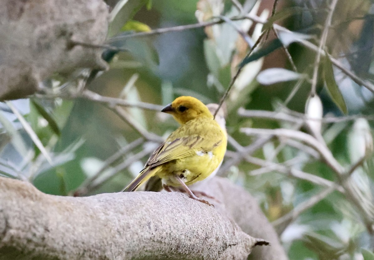 Saffron Finch - Pelin Karaca