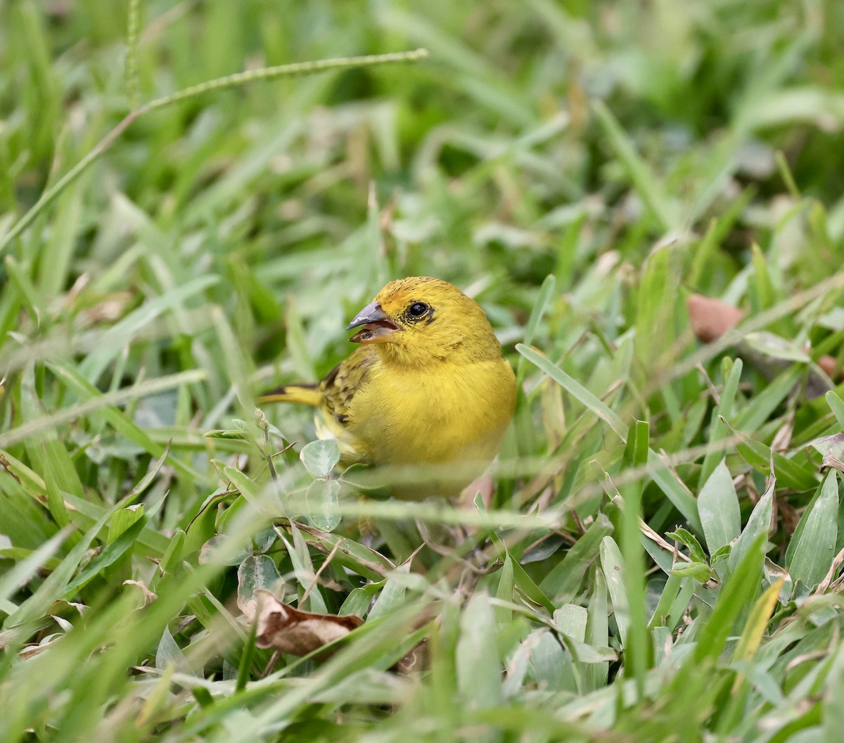 Saffron Finch - Pelin Karaca