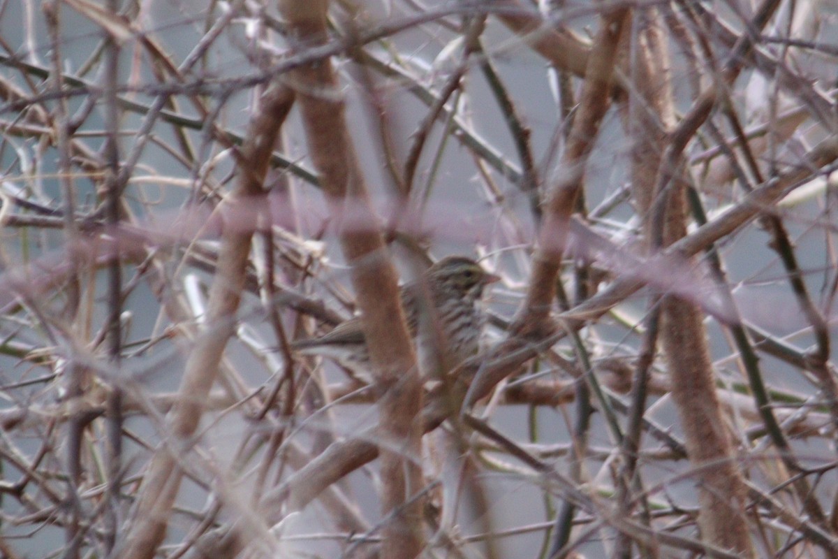 Savannah Sparrow - James Teitgen