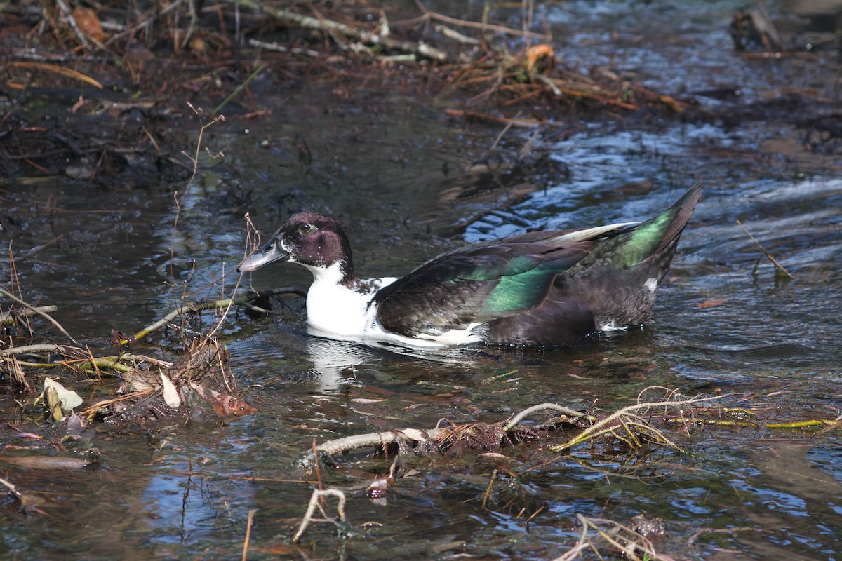 Muscovy Duck (Domestic type) - ML615409912