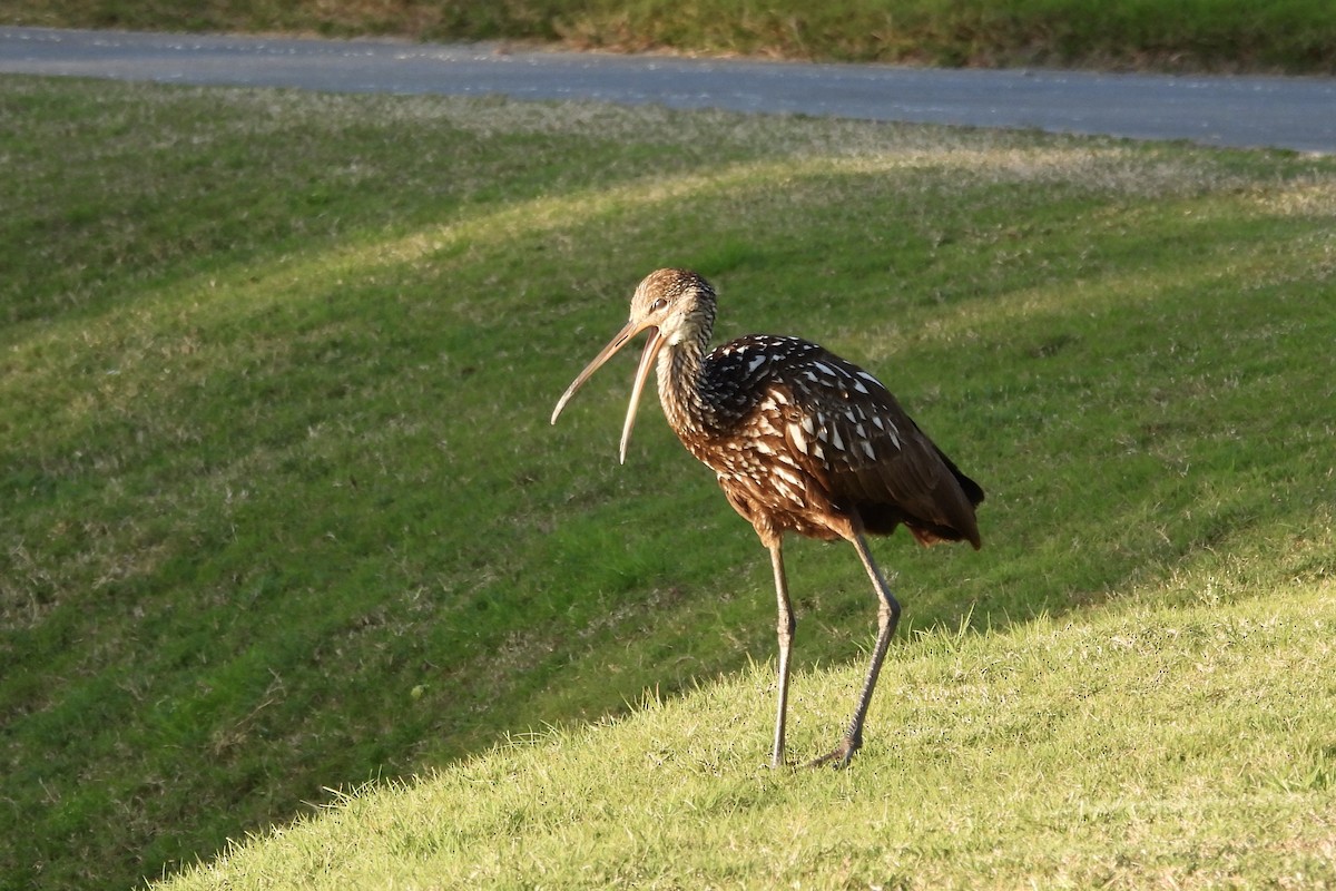 Limpkin - ML615409933