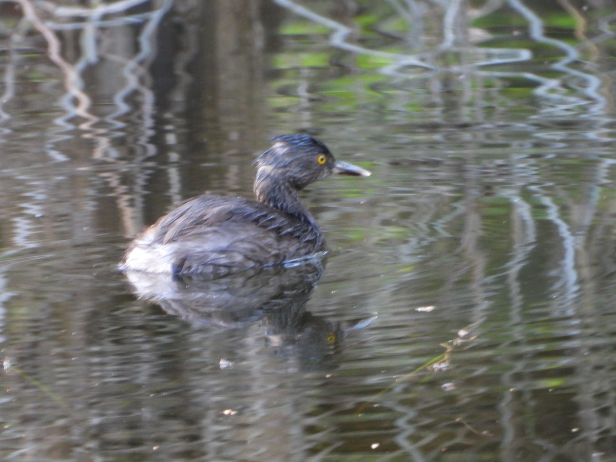 Least Grebe - valerie pelchat