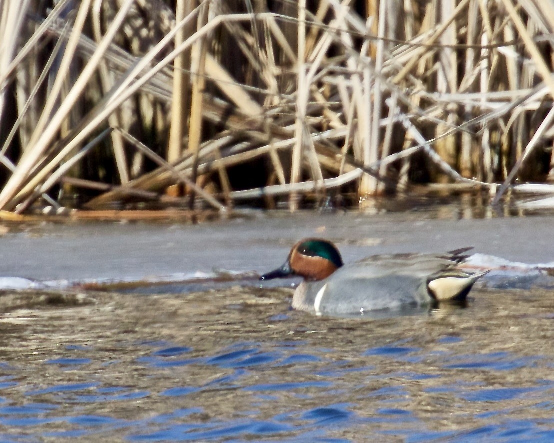 Green-winged Teal - ML615410094