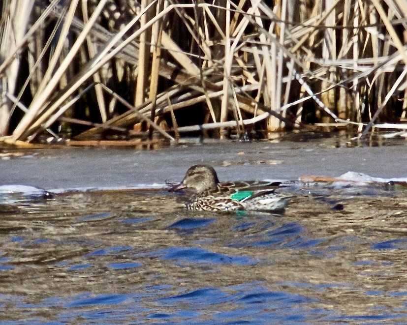 Green-winged Teal - ML615410095