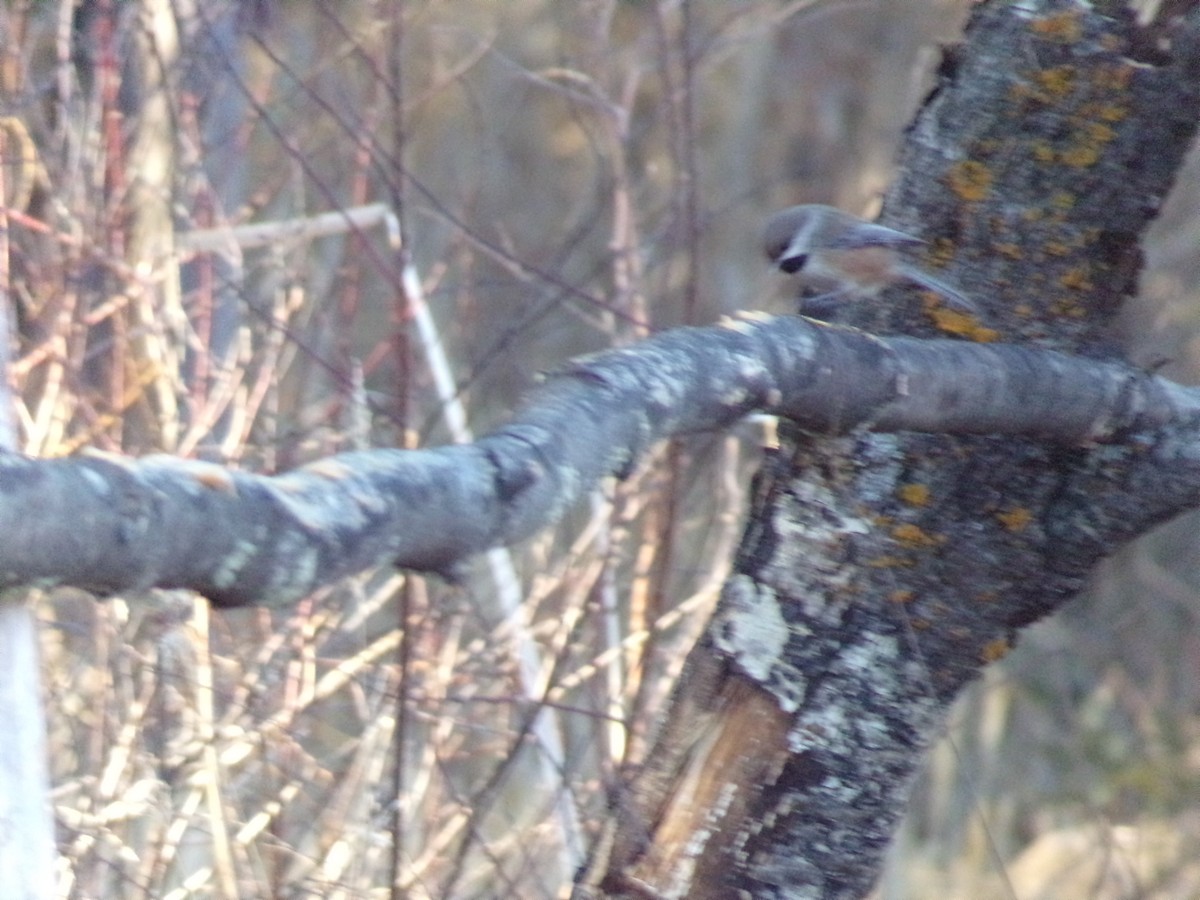 Boreal Chickadee - ML615410121