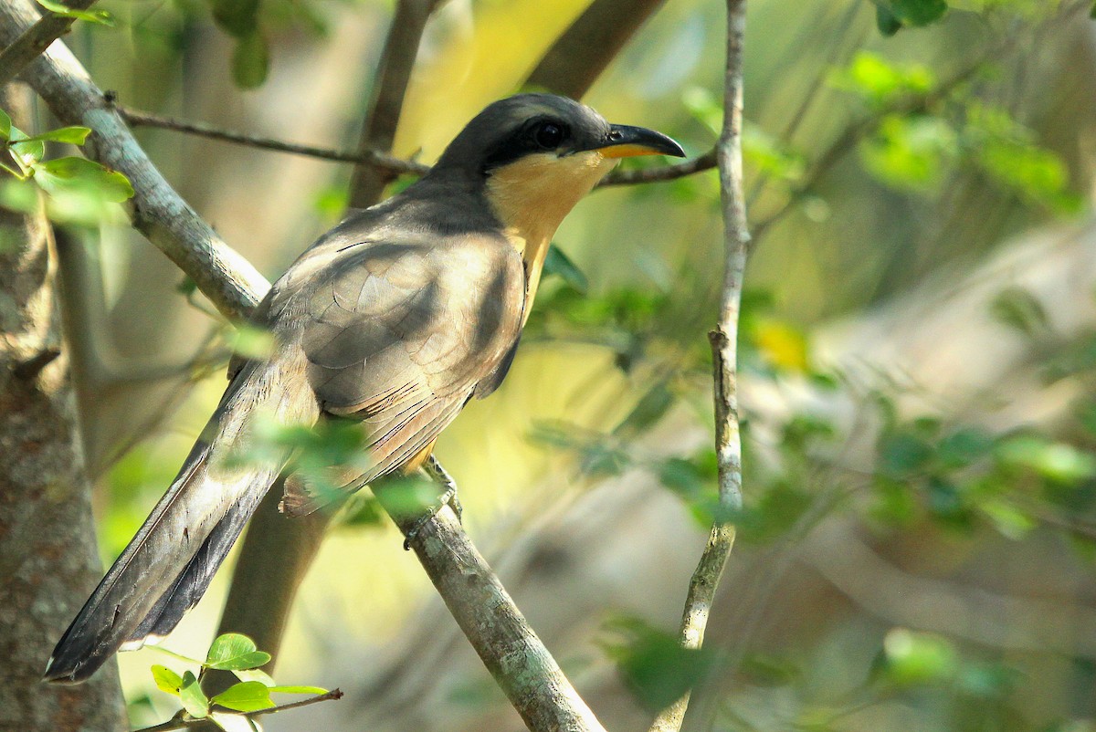 Mangrove Cuckoo - ML615410128