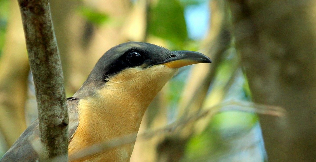 Mangrove Cuckoo - ML615410129