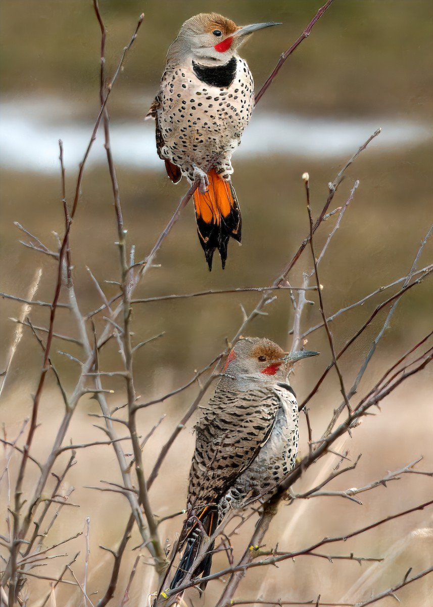 Northern Flicker (Red-shafted) - ML615410130