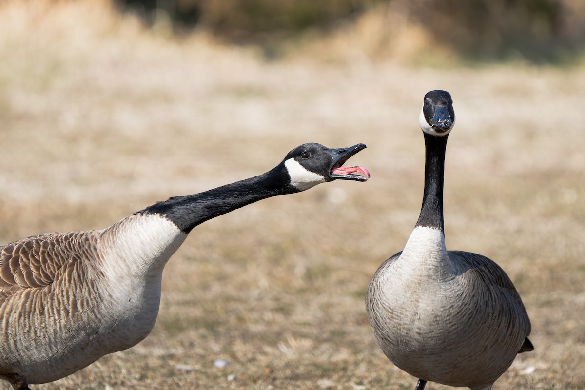 Canada Goose - ML615410157