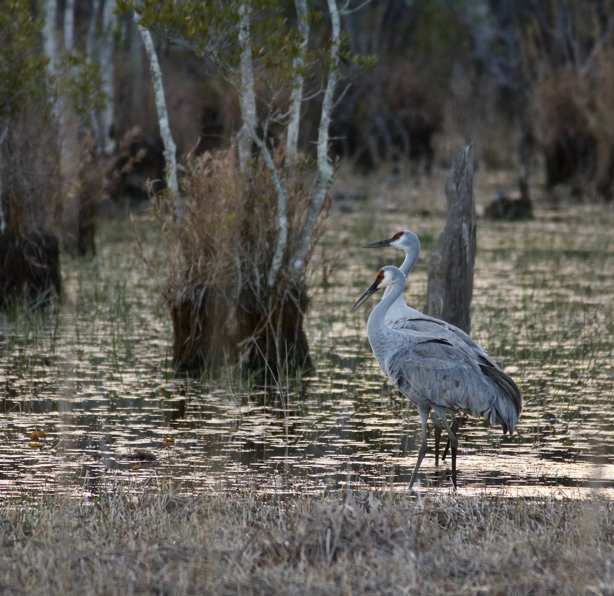 Sandhill Crane - ML615410159