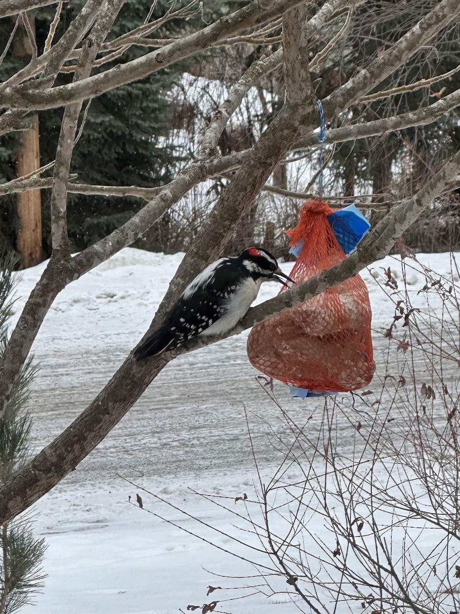 Hairy Woodpecker - ML615410172