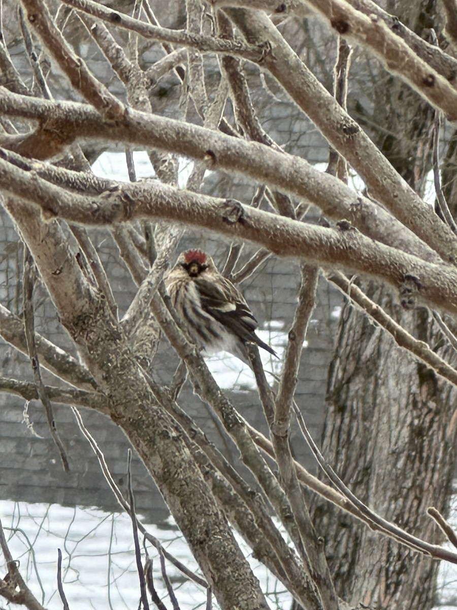 Common Redpoll - ML615410193