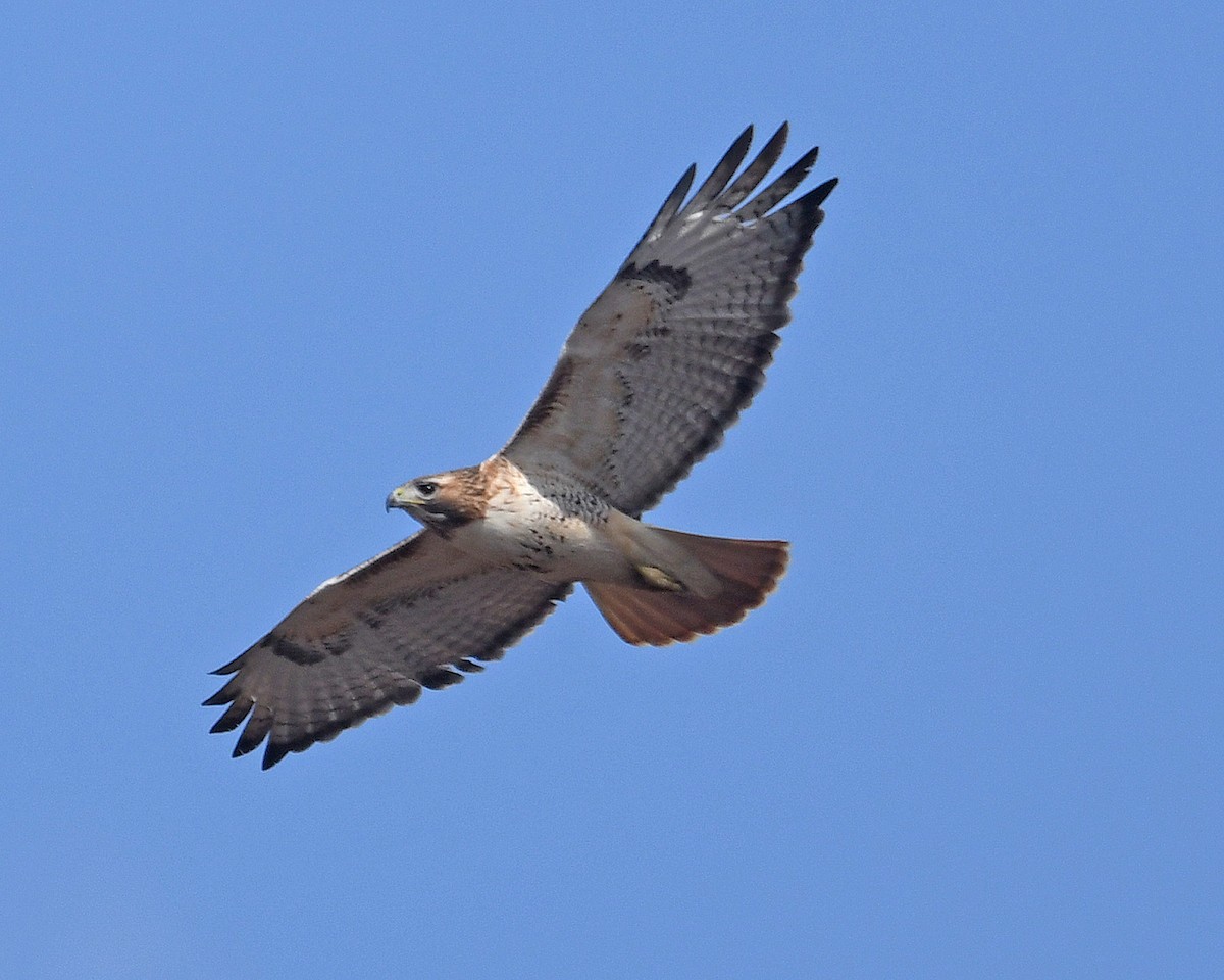 Red-tailed Hawk - ML615410269