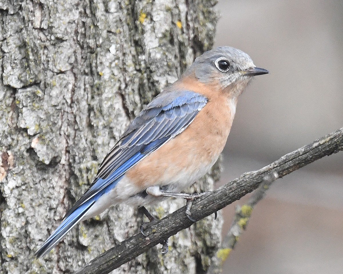 Eastern Bluebird - ML615410285