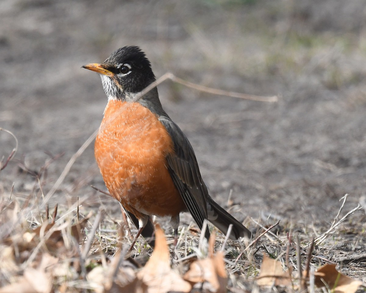 American Robin - ML615410289