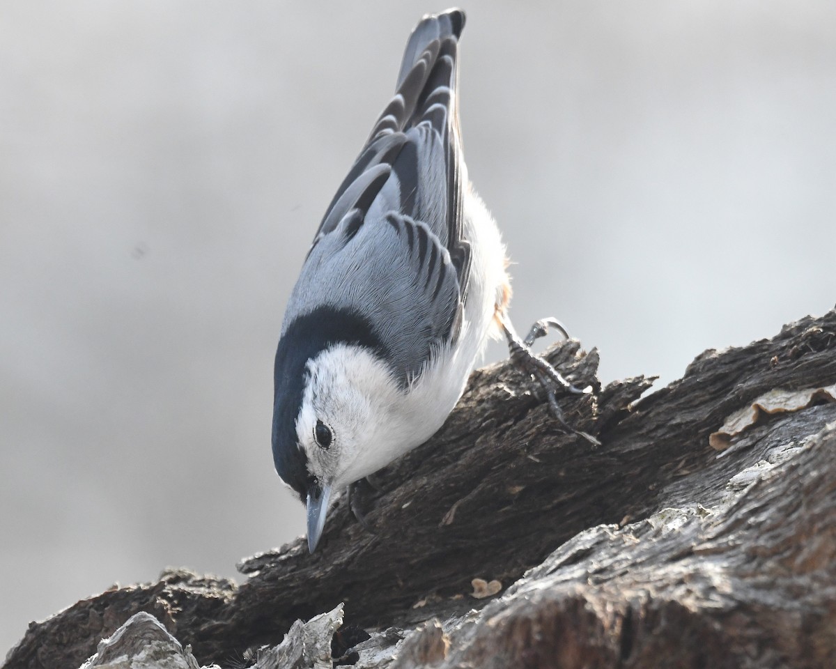 White-breasted Nuthatch - ML615410299