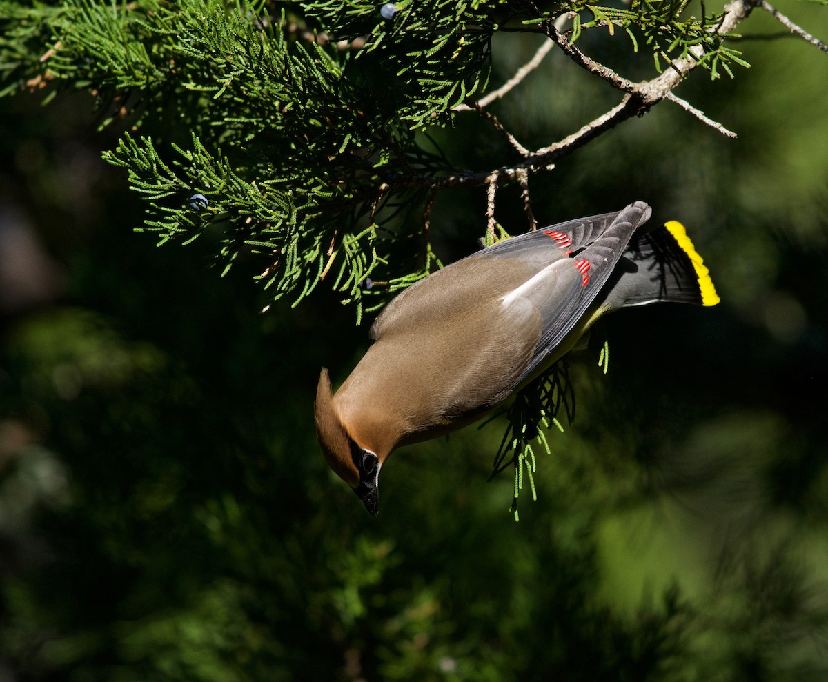 Cedar Waxwing - ML615410319