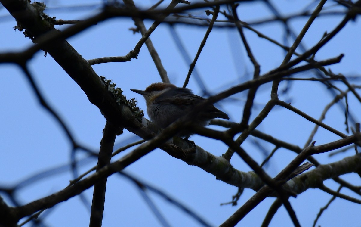 Brown-headed Nuthatch - ML615410322