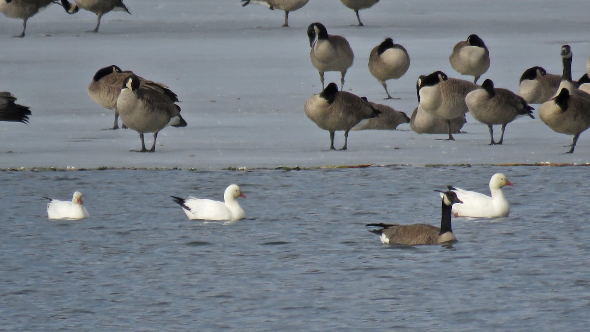 Ross's Goose - ML615410344