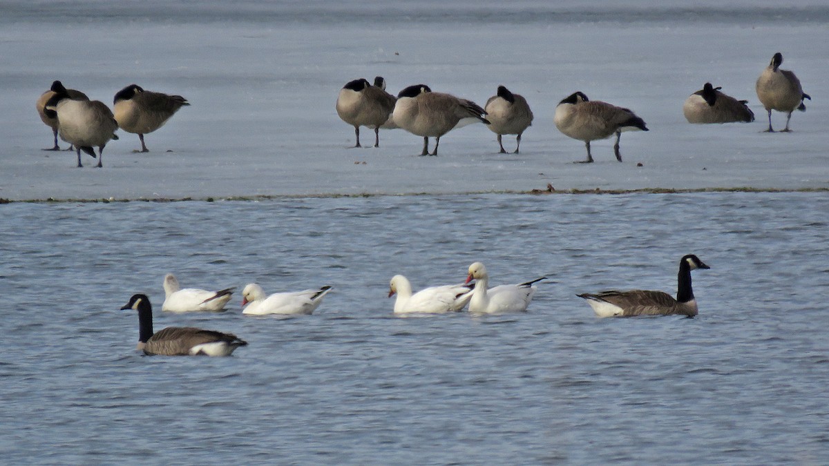 Ross's Goose - ML615410345