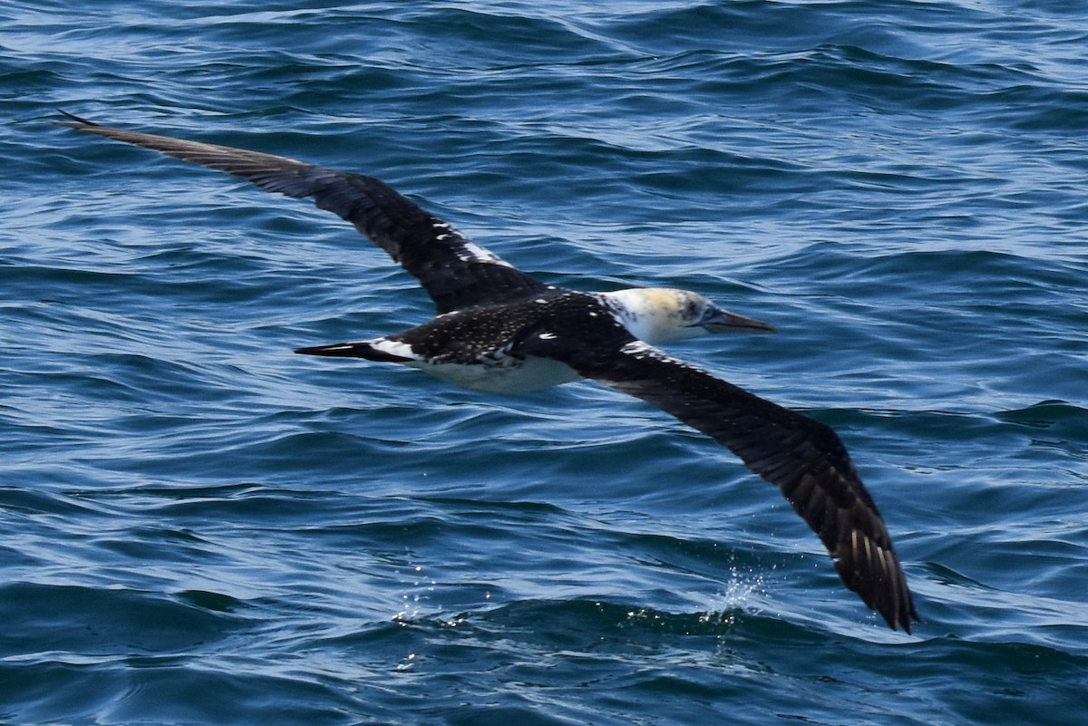 Northern Gannet - ML615410361