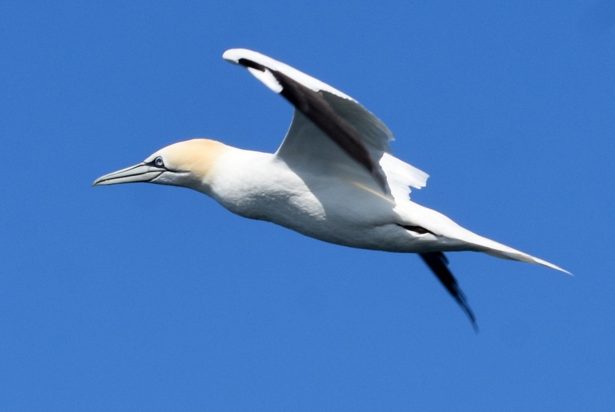 Northern Gannet - ML615410362