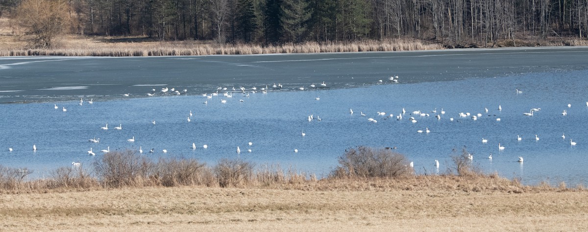 Tundra Swan - Sue Barth