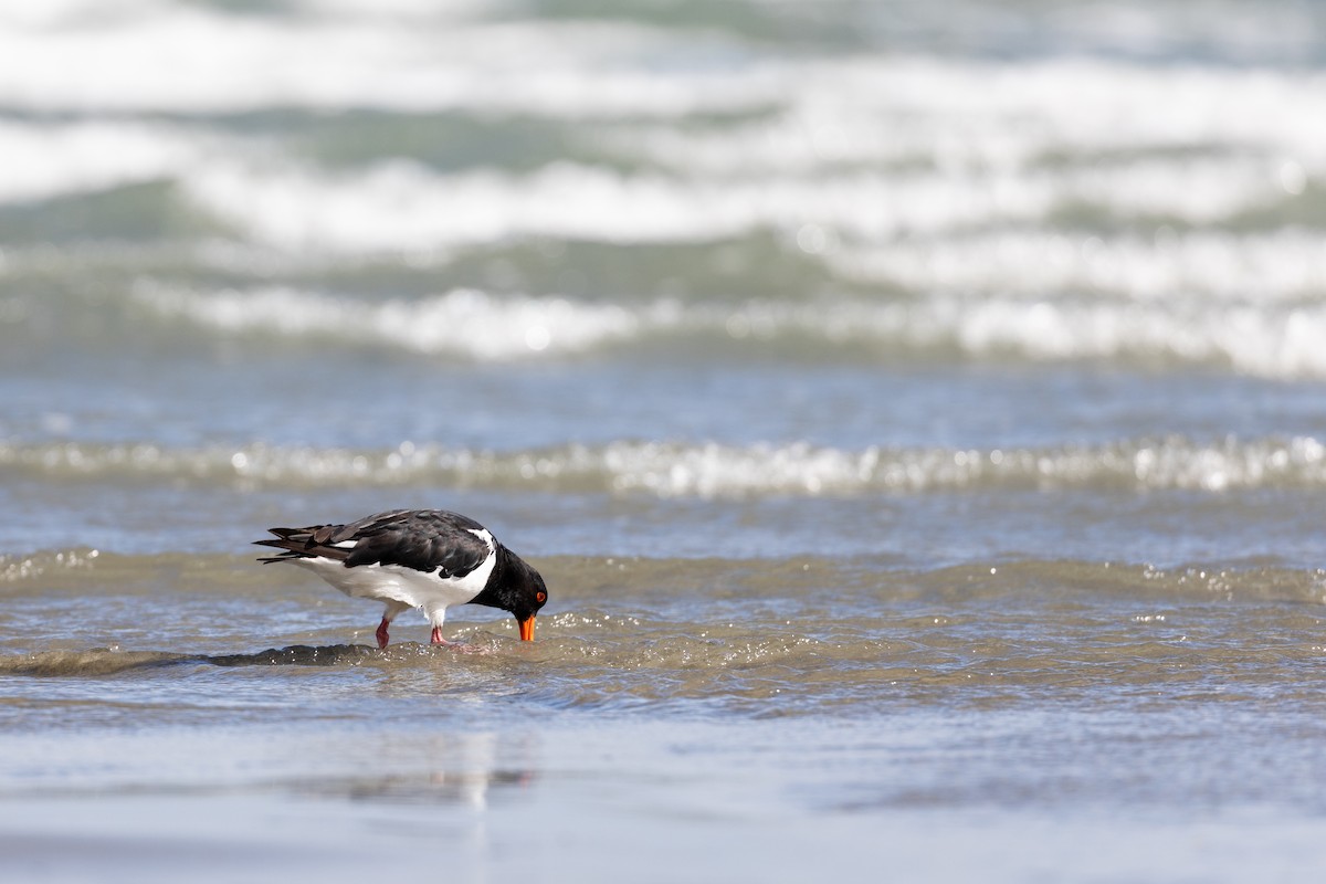 South Island Oystercatcher - ML615410626