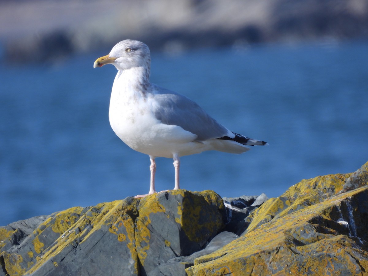 Herring Gull - ML615410669