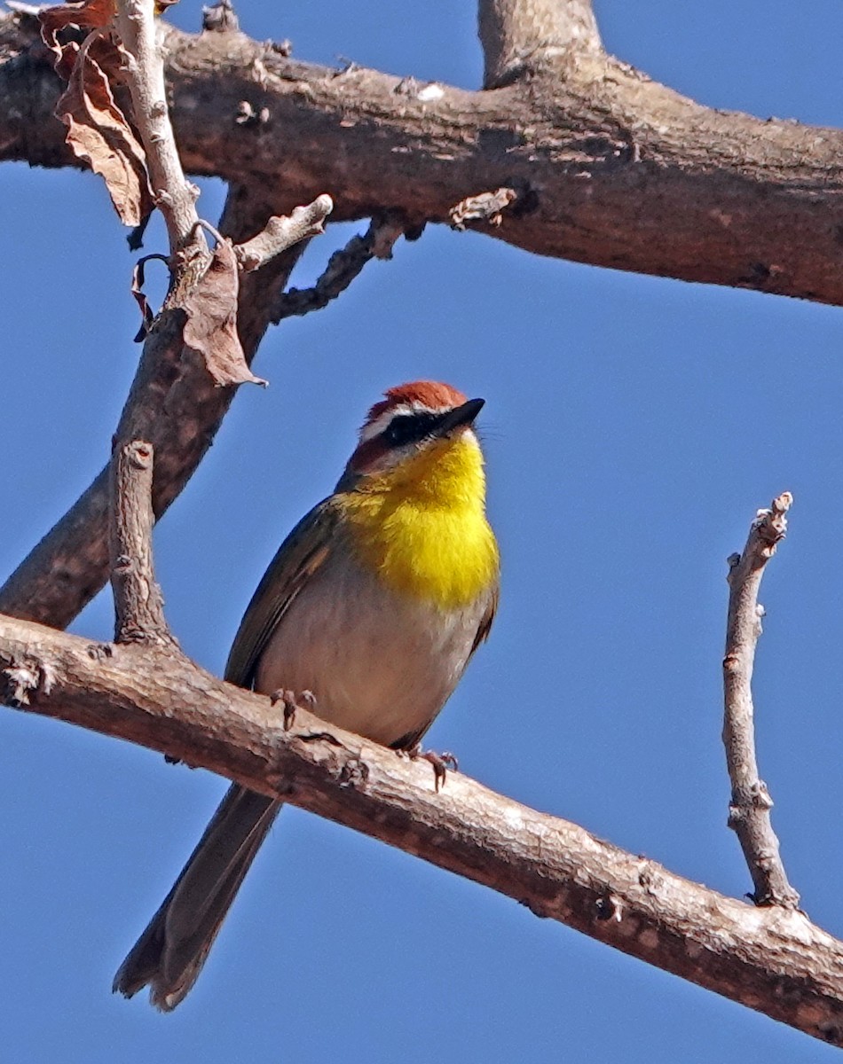 Rufous-capped Warbler - ML615410672