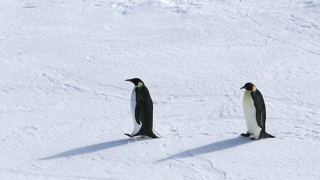 Императорский пингвин - ML615410750